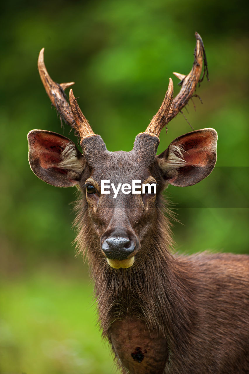 close-up portrait of deer