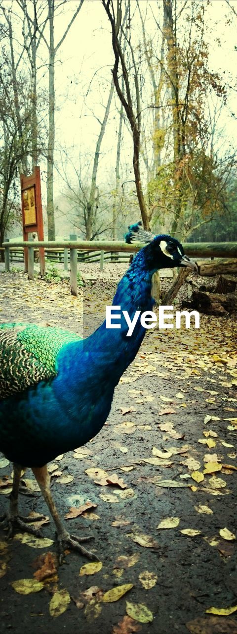 Peacock on field by trees against sky