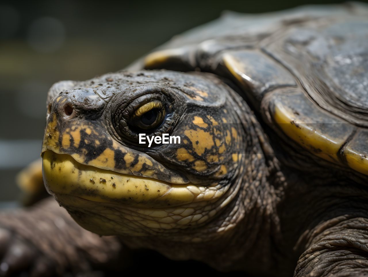 close-up of tortoise on field