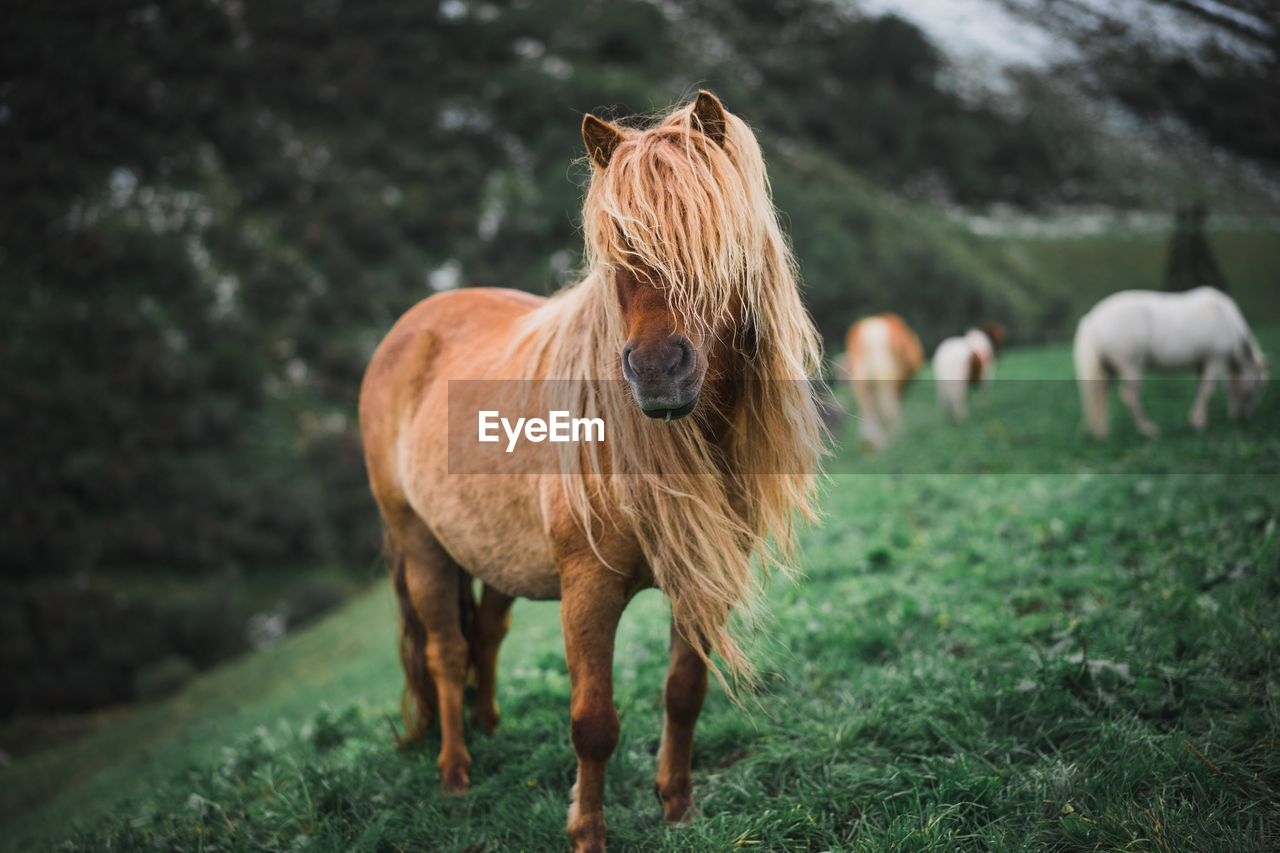 Horses standing on field