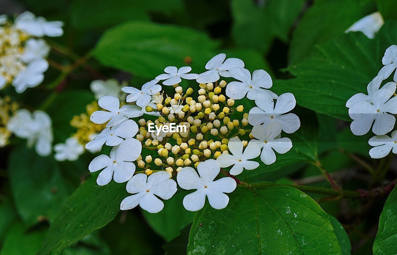 CLOSE-UP OF WHITE ROSE PLANT