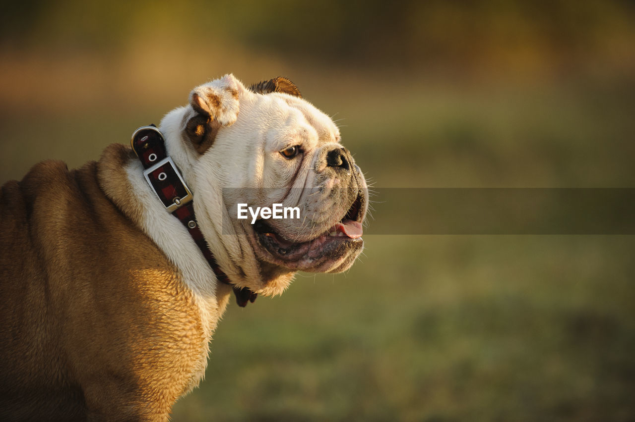 Side view of english bulldog looking away on field