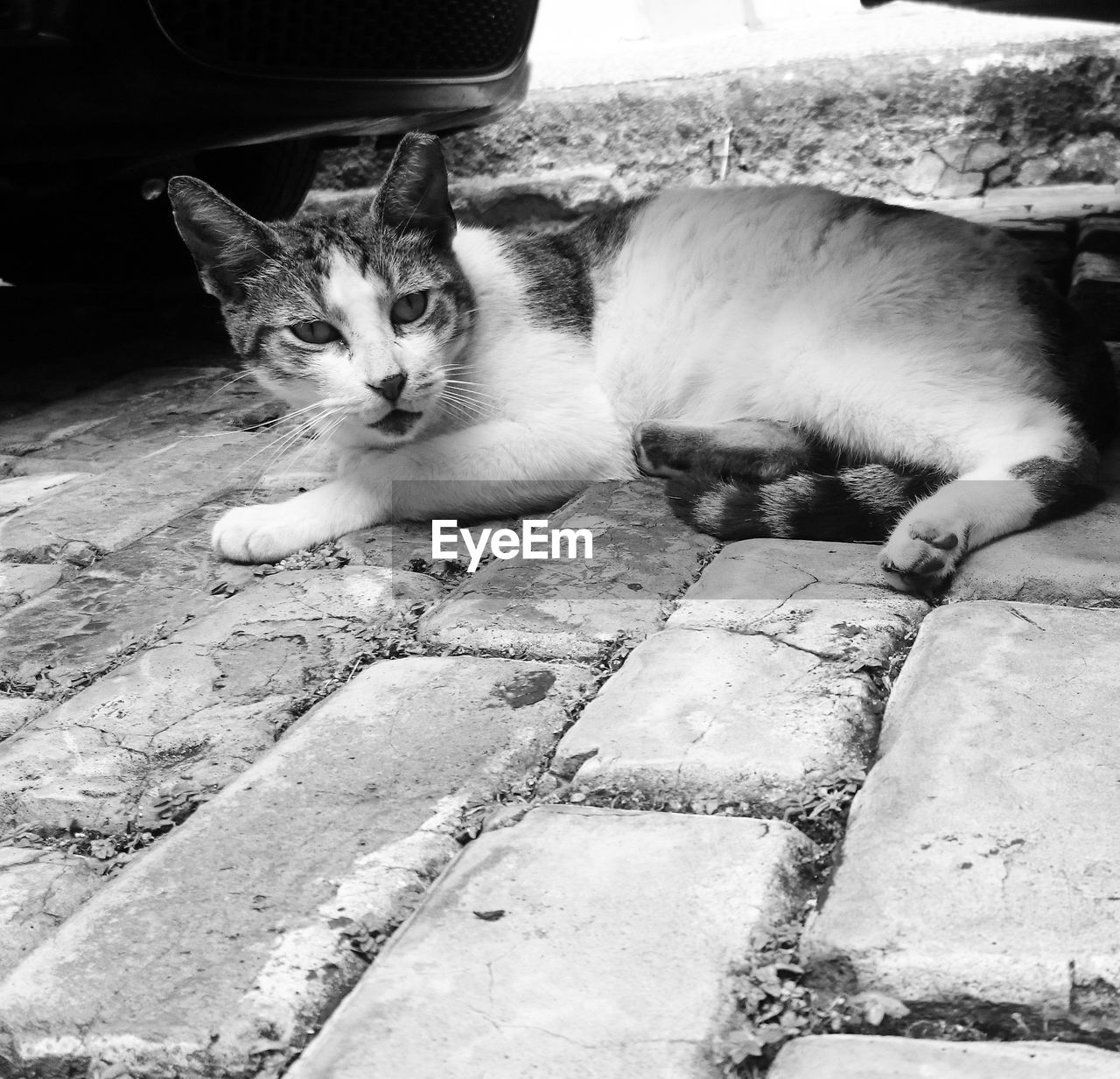 PORTRAIT OF CAT ON STONE