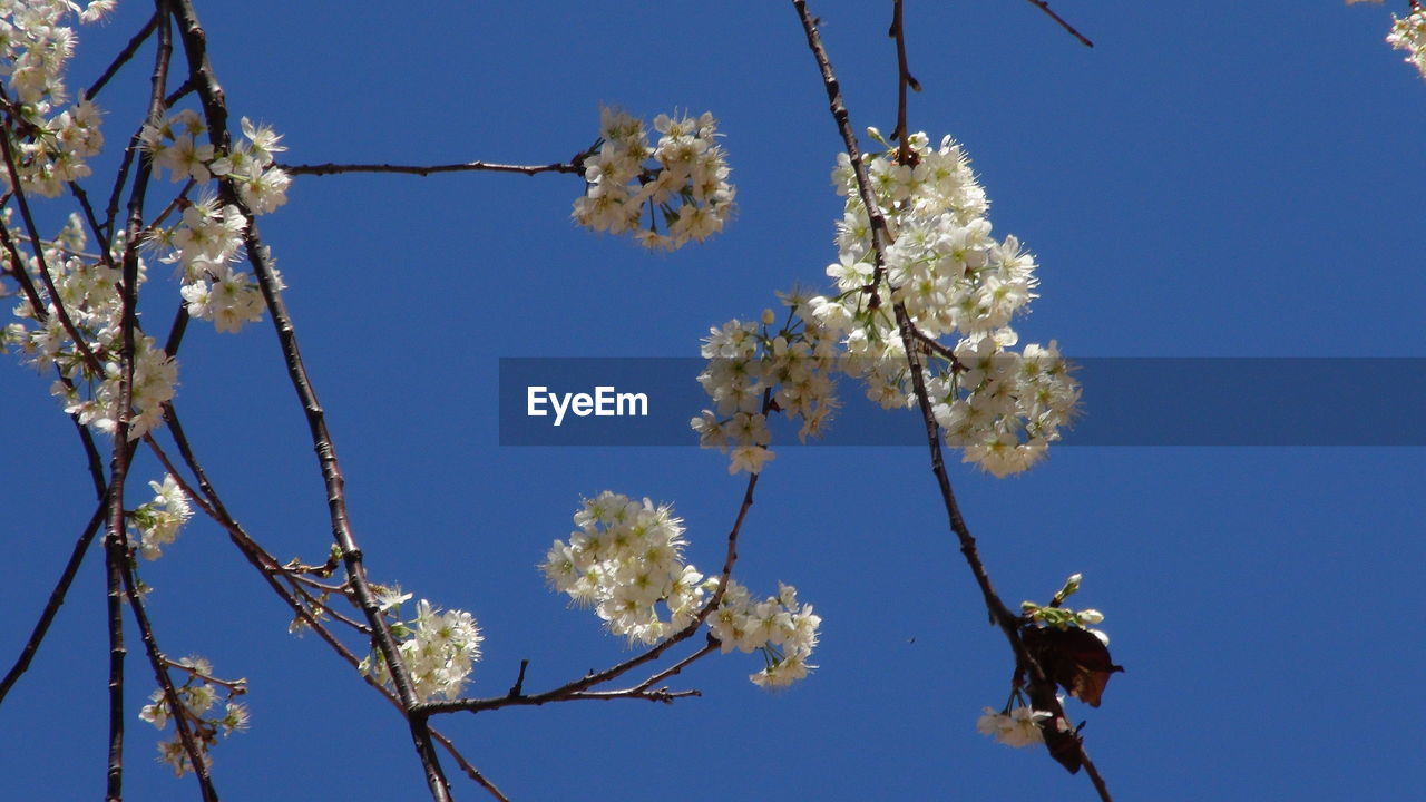 LOW ANGLE VIEW OF CHERRY BLOSSOMS AGAINST BLUE SKY