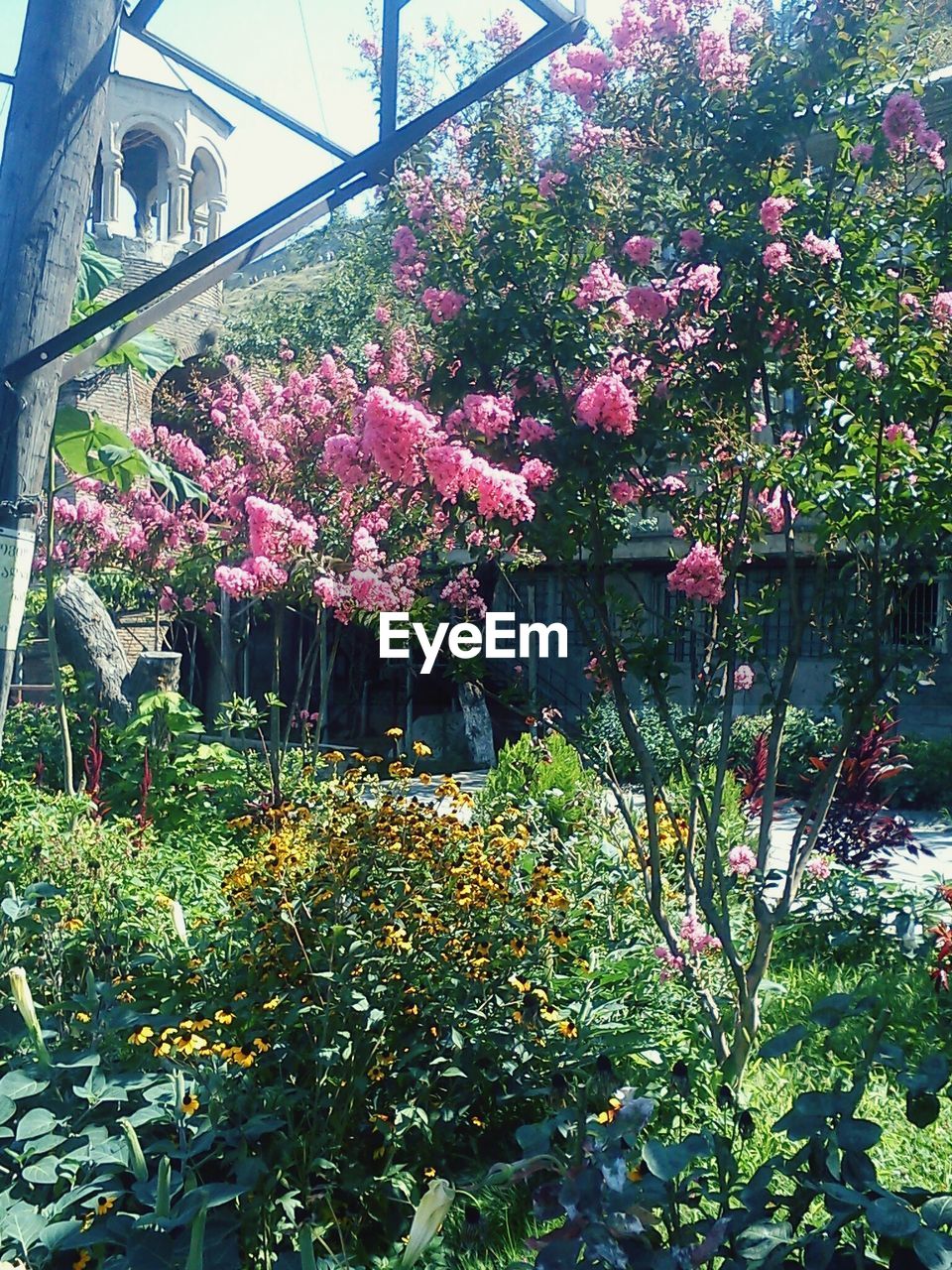 PINK FLOWERS BLOOMING IN PARK