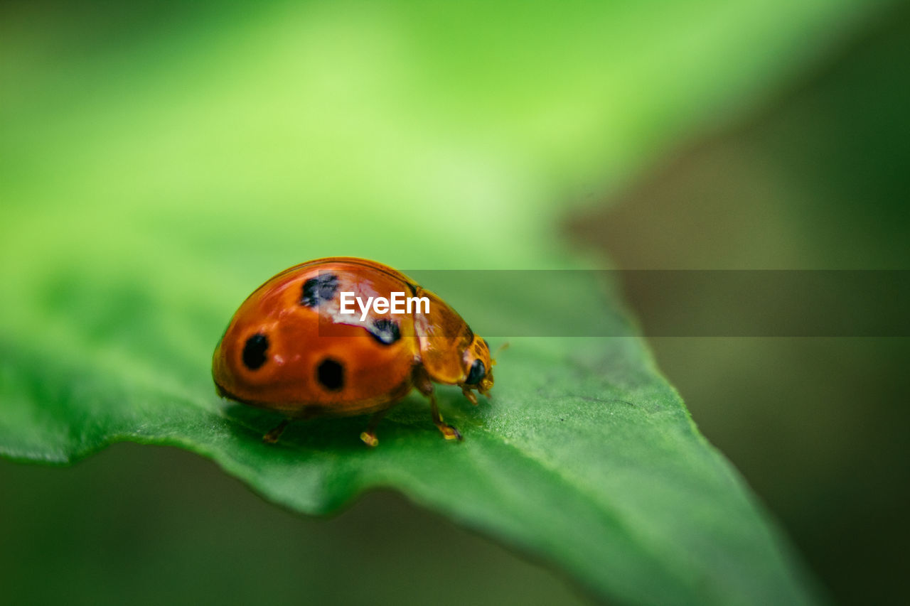 CLOSE UP OF LADYBUG ON LEAF