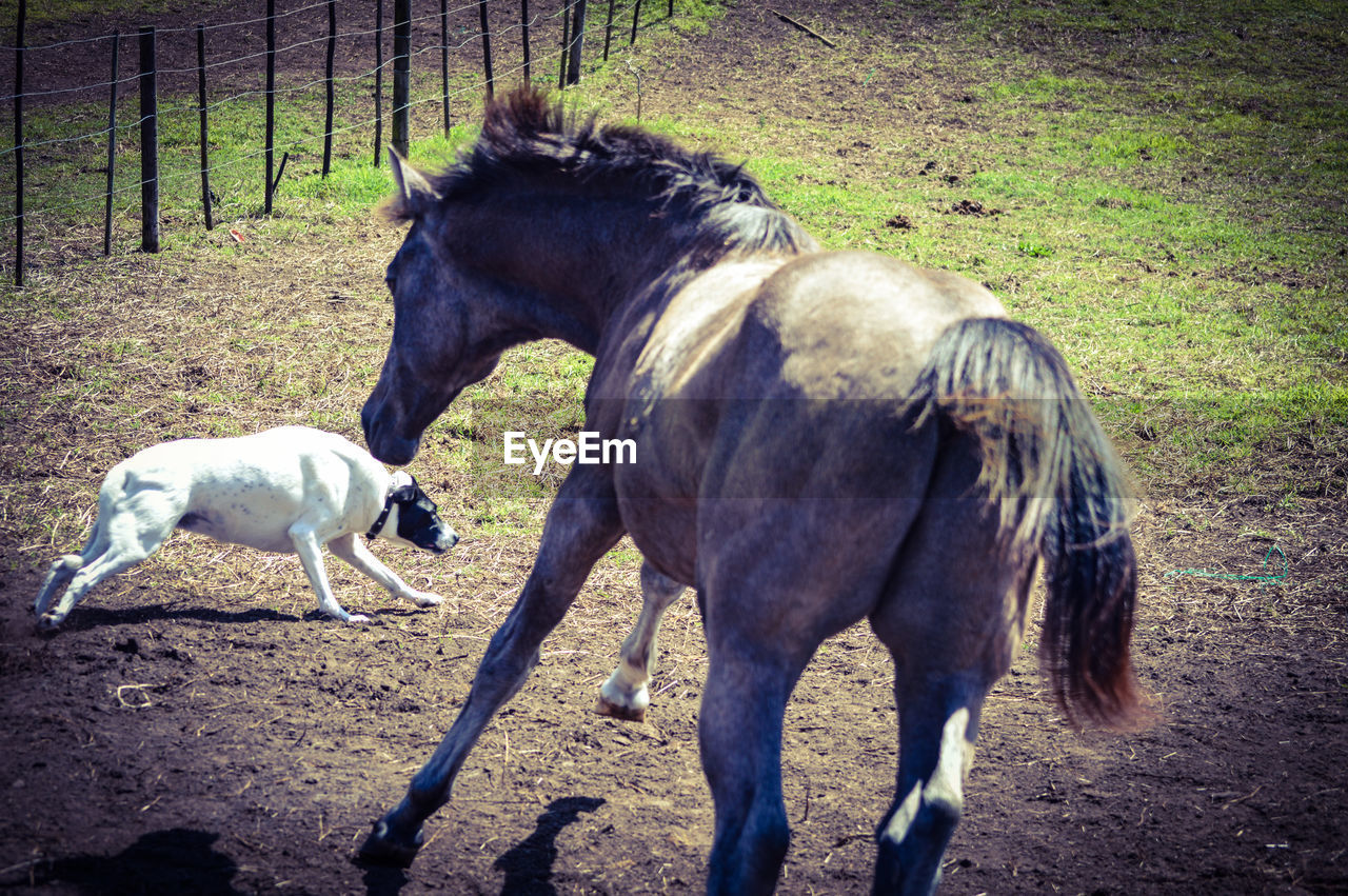 Brown playful horse chasing dog on field