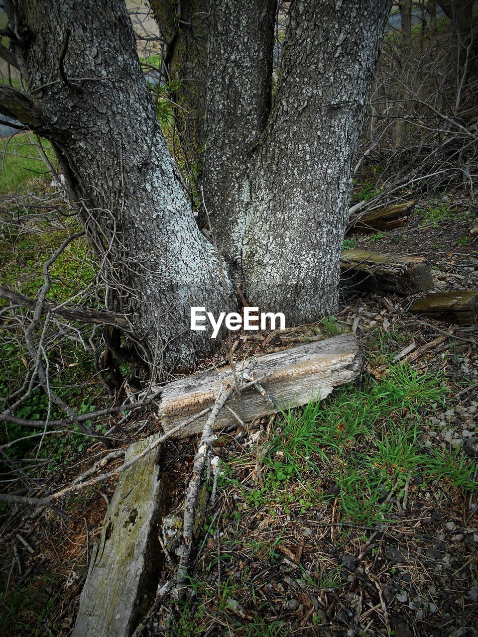 PLANTS GROWING ON A TREE