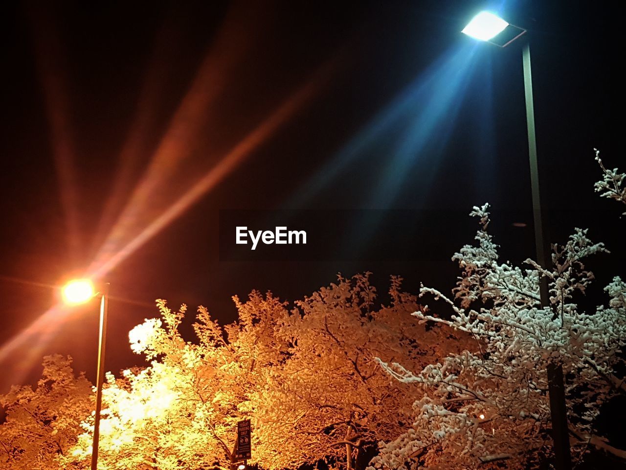 ILLUMINATED TREES AGAINST SKY DURING NIGHT