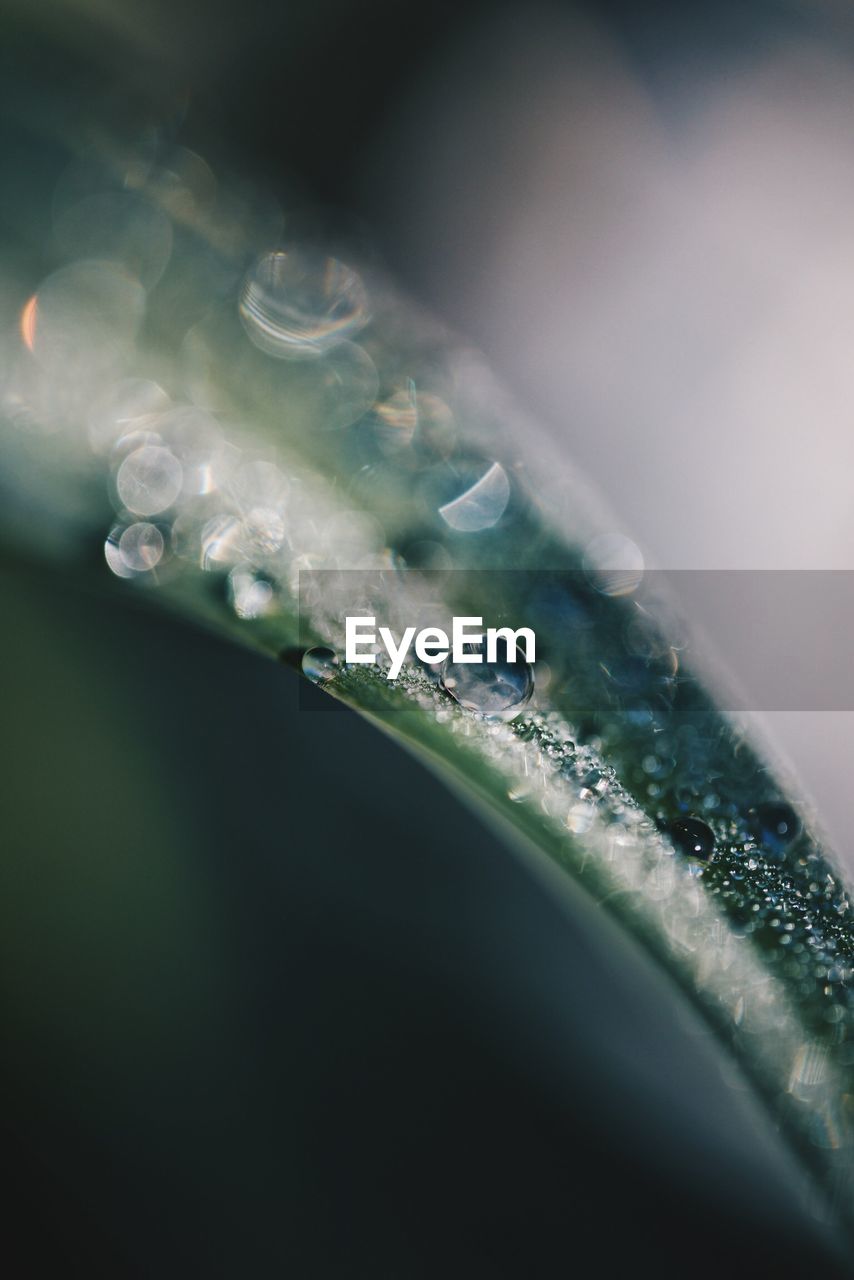 Close-up of raindrops on grass blade