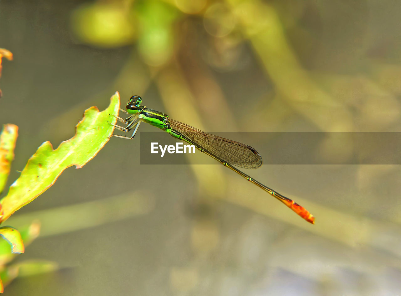 CLOSE-UP OF A DRAGONFLY