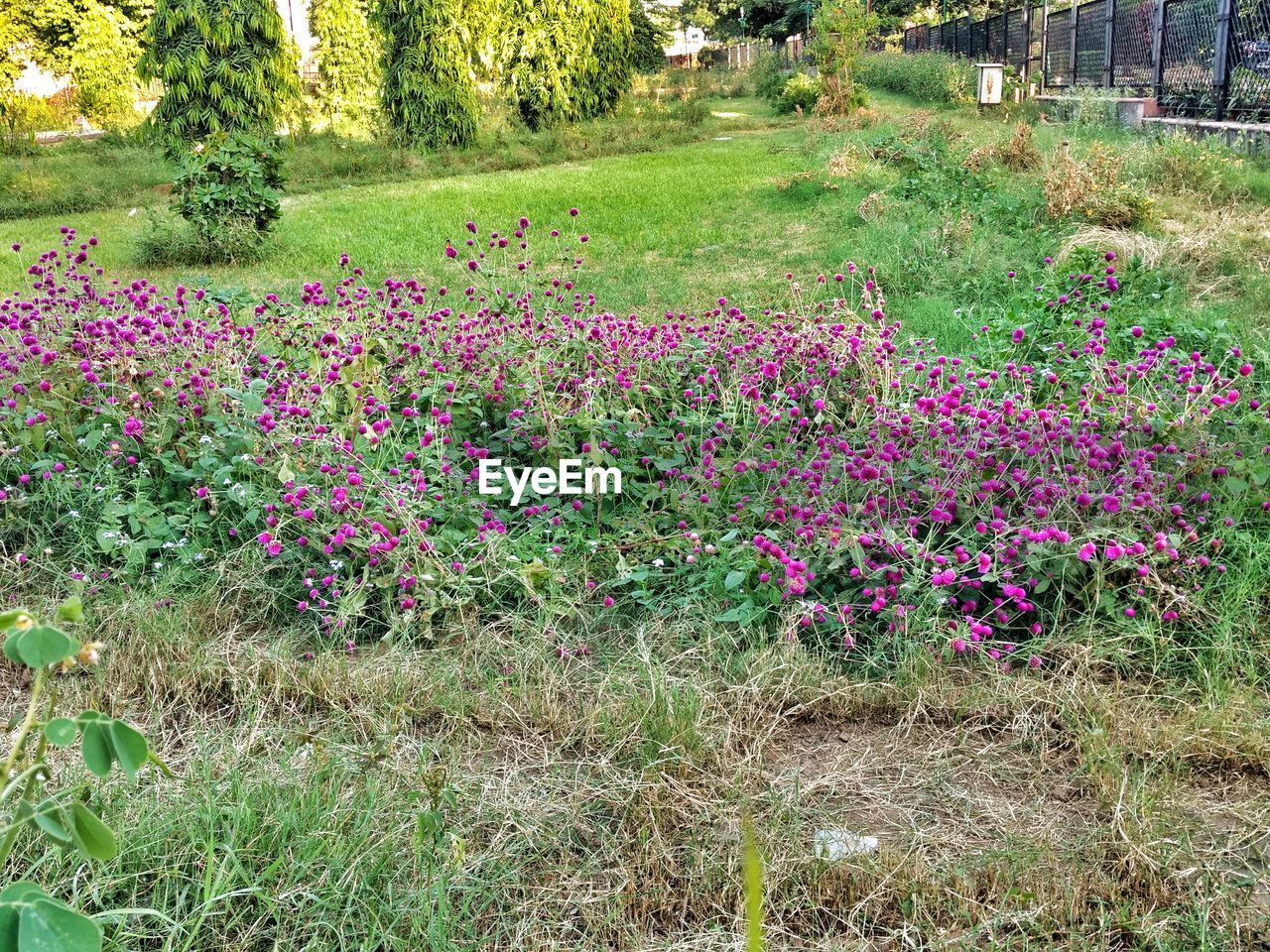 FLOWERS GROWING ON FIELD