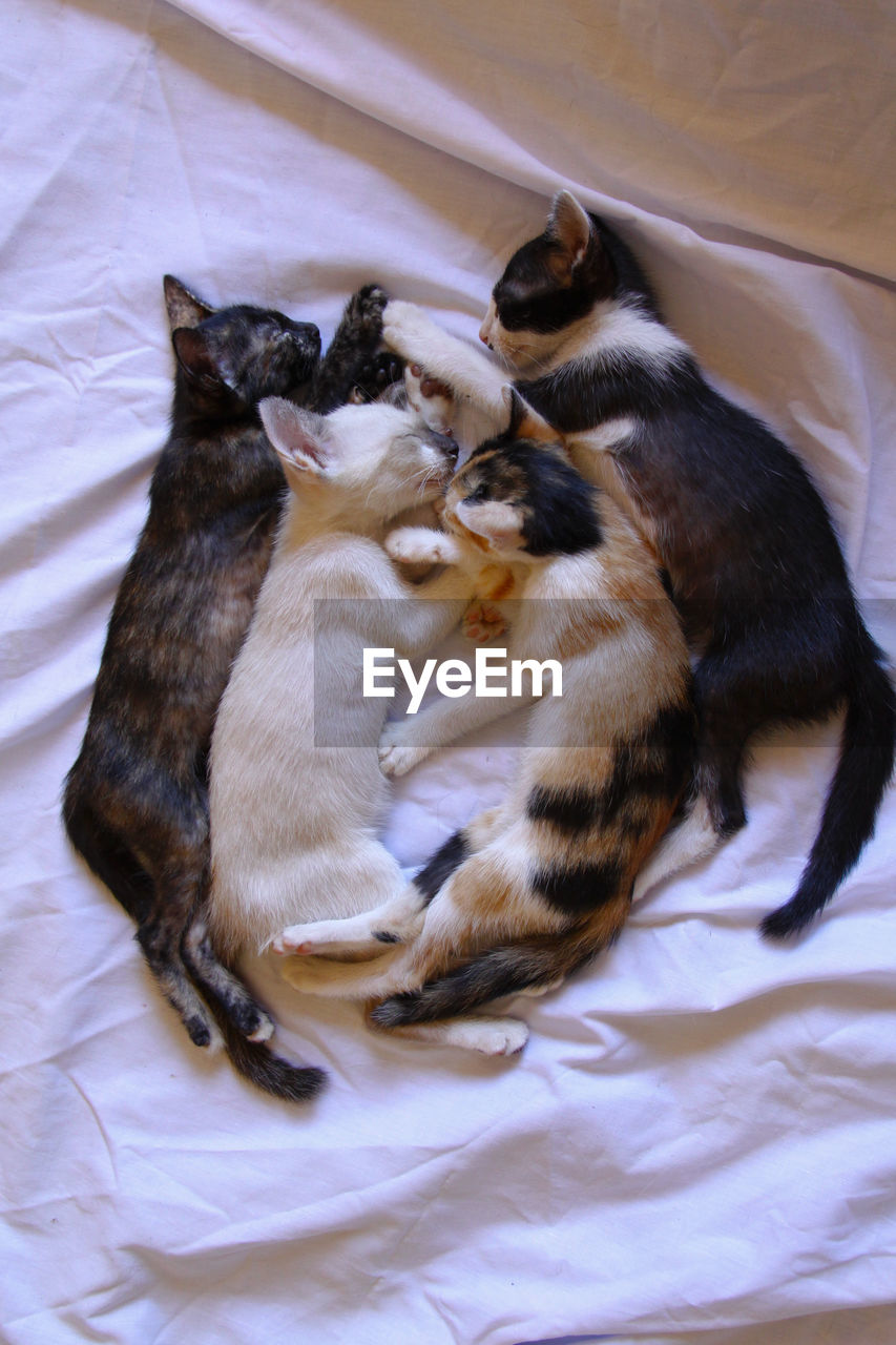 High angle view of cats on bed