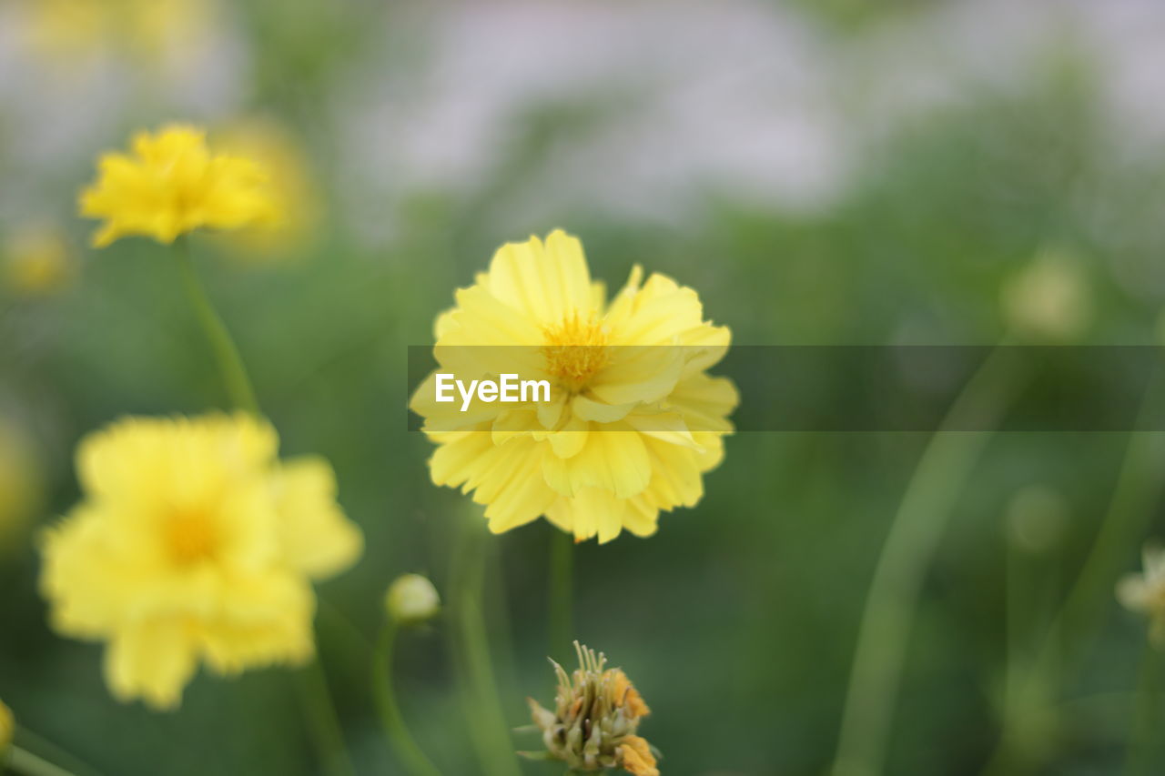 CLOSE-UP OF YELLOW FLOWERING PLANT