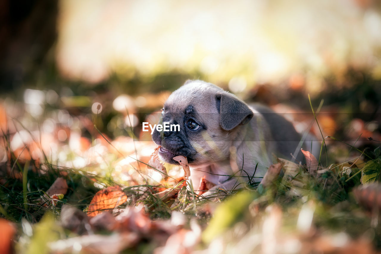 Close-up of a dog on field