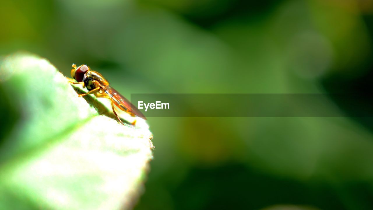 CLOSE-UP OF ANTS