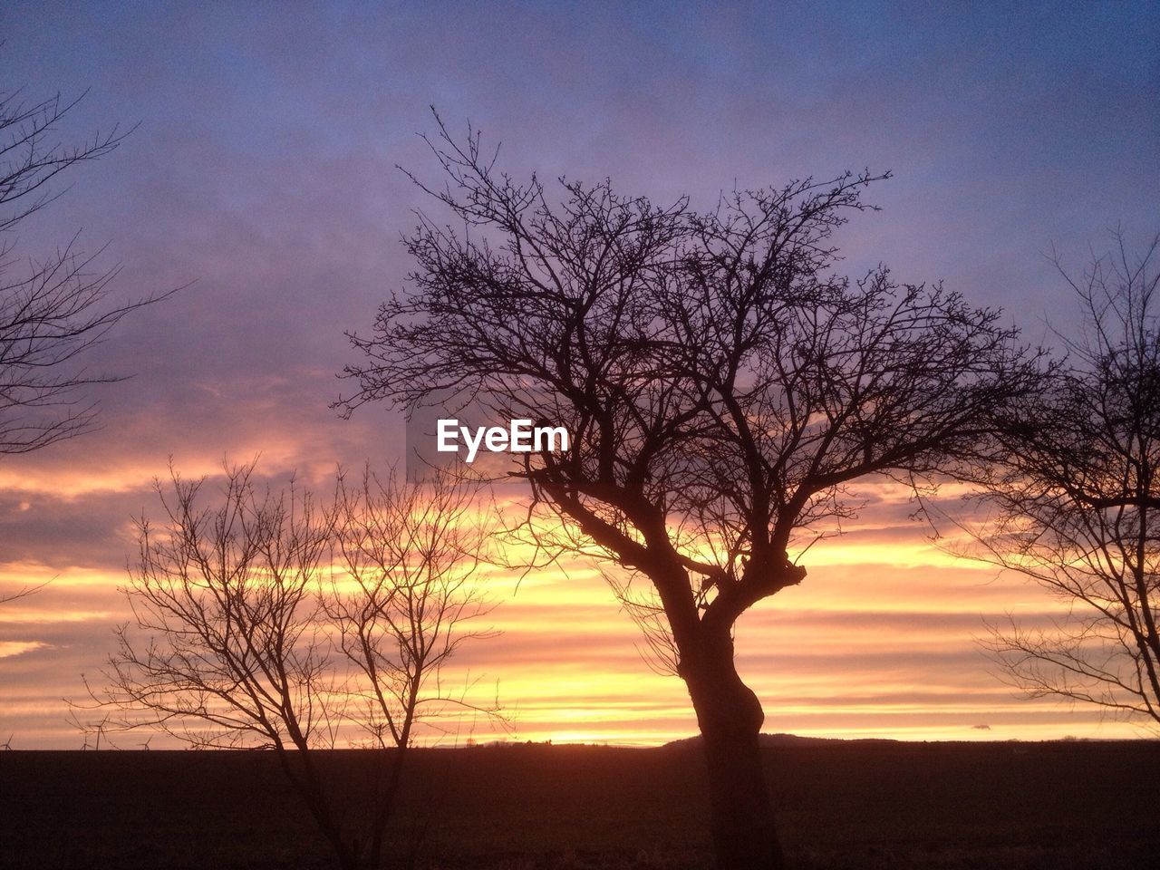 Bare trees on silhouette landscape against sunlight