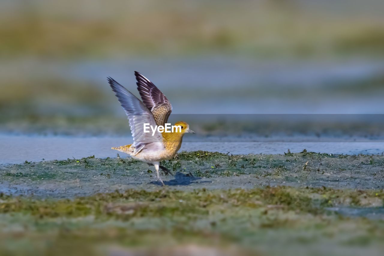 SIDE VIEW OF BIRD FLYING OVER LAND