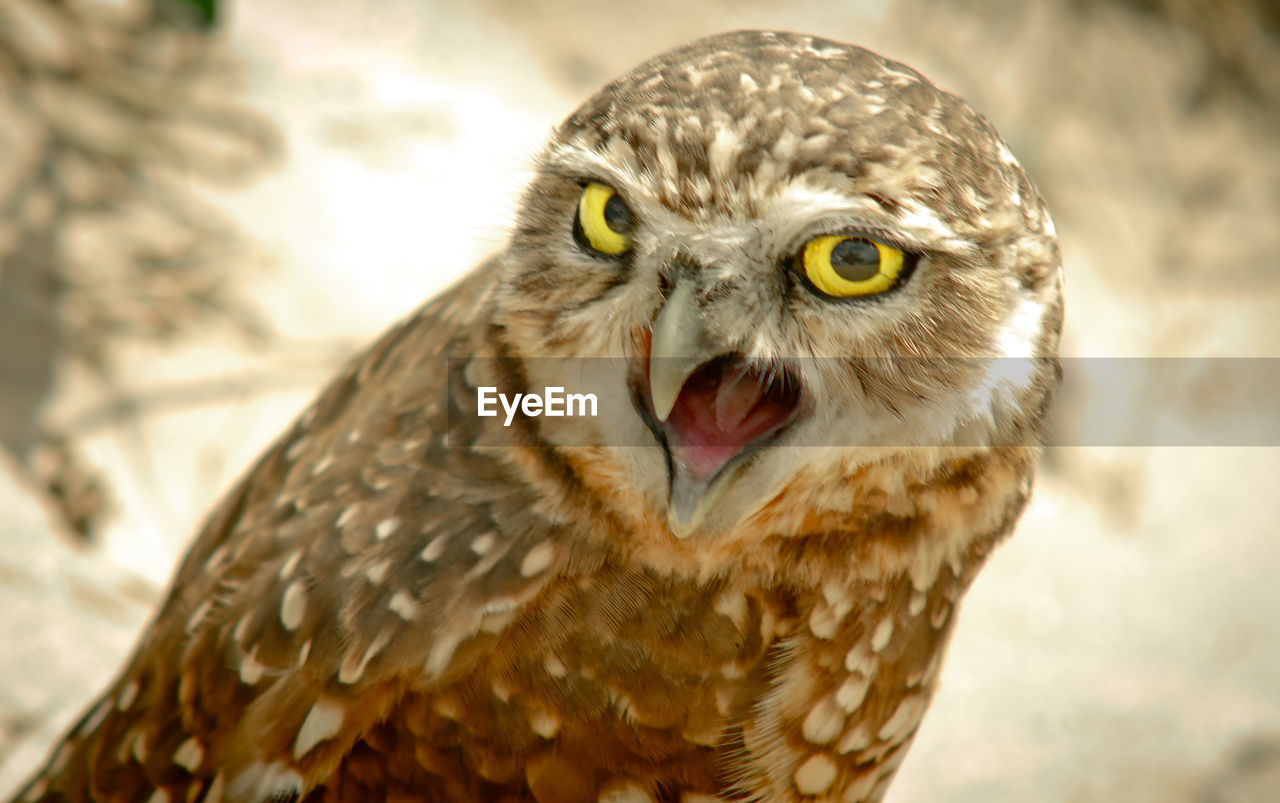 Portrait of burrowing owl screaming outdoors