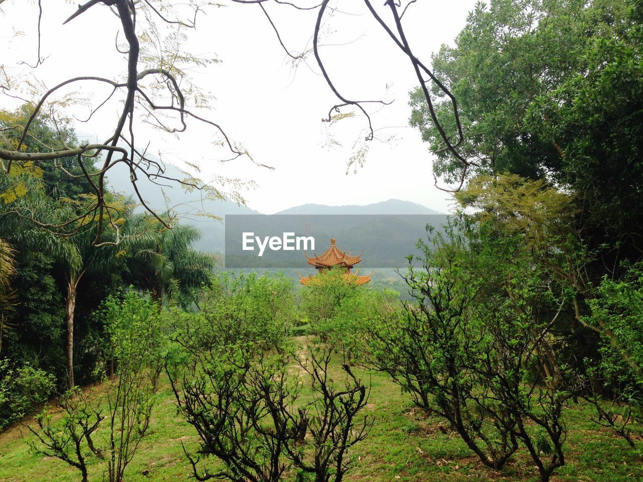 Scenic view of forest against sky