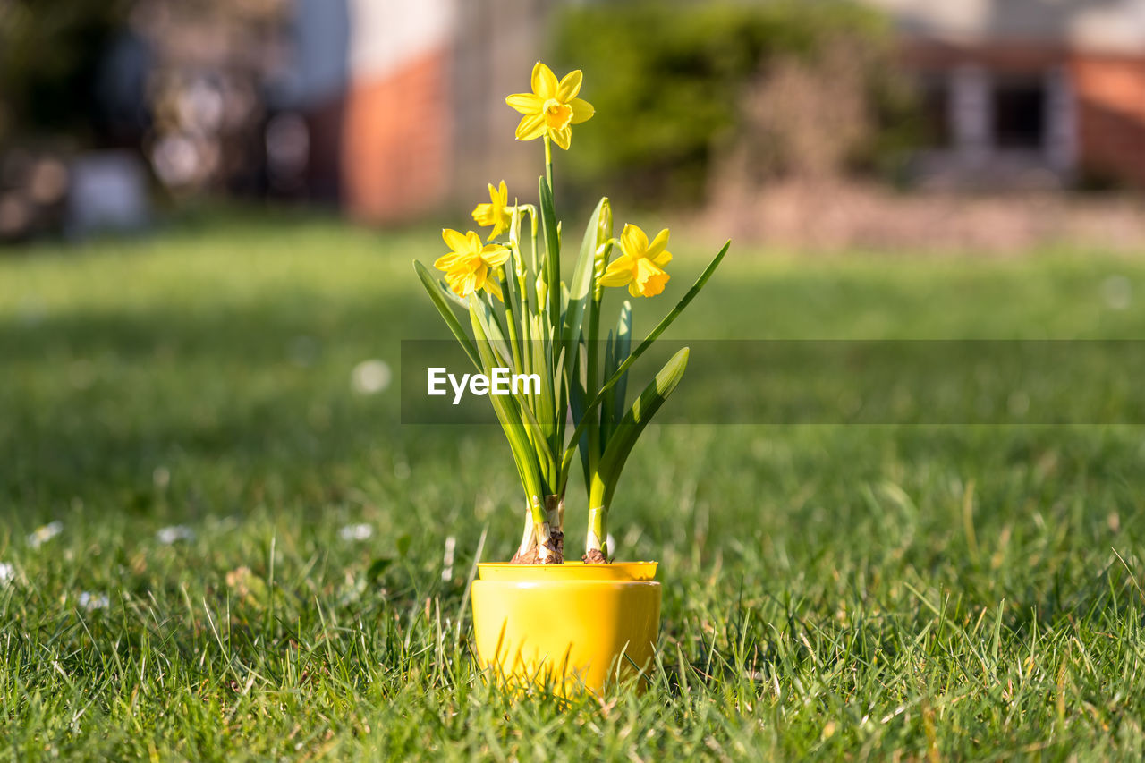 Close-up of yellow flowering plant on field