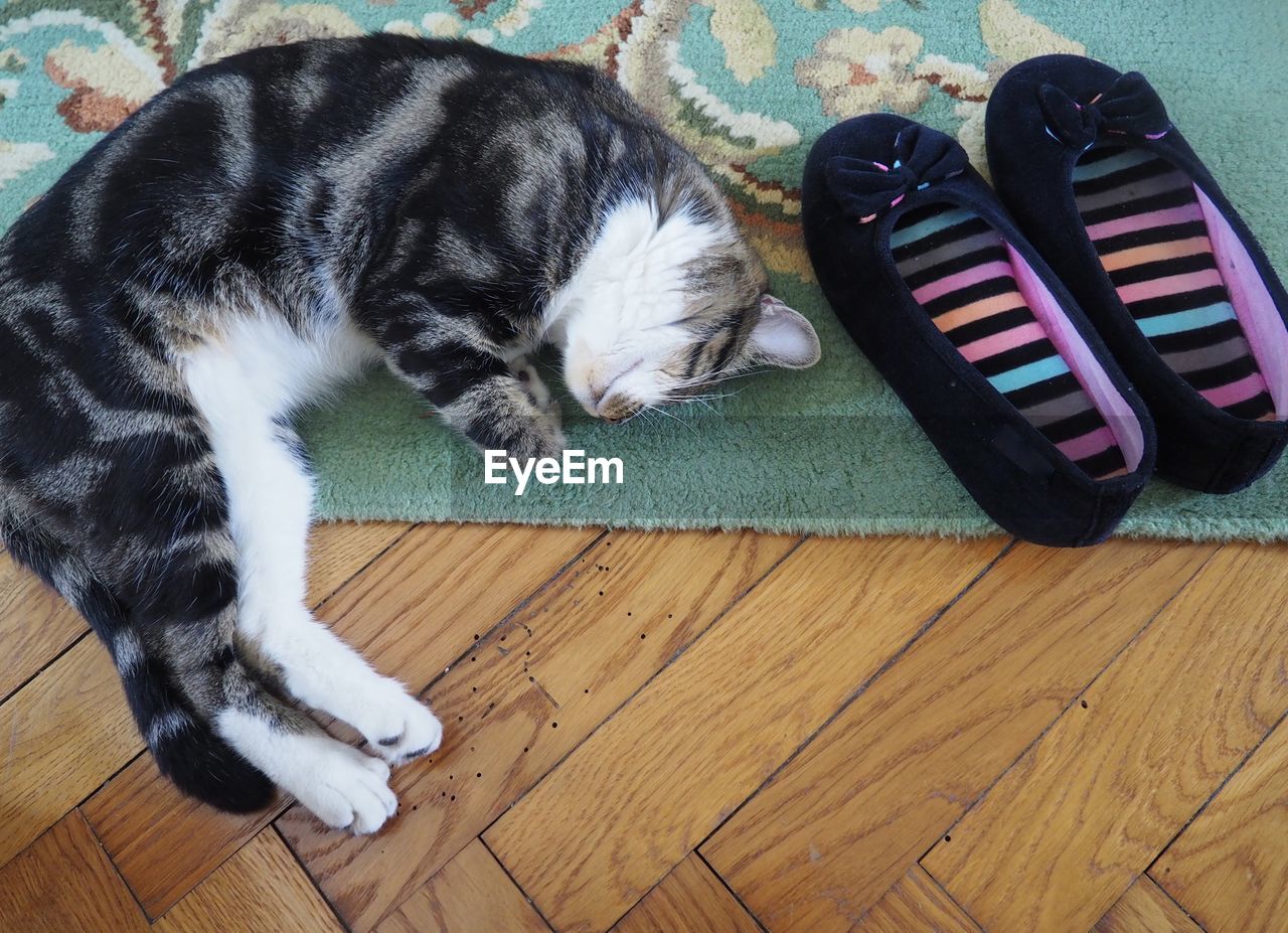 High angle view of cat sleeping on floor