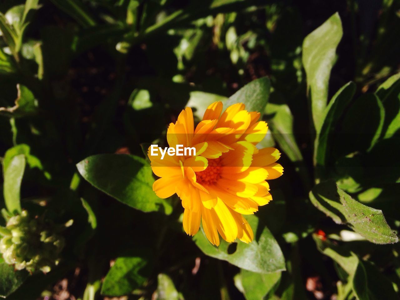 Close-up of yellow flower