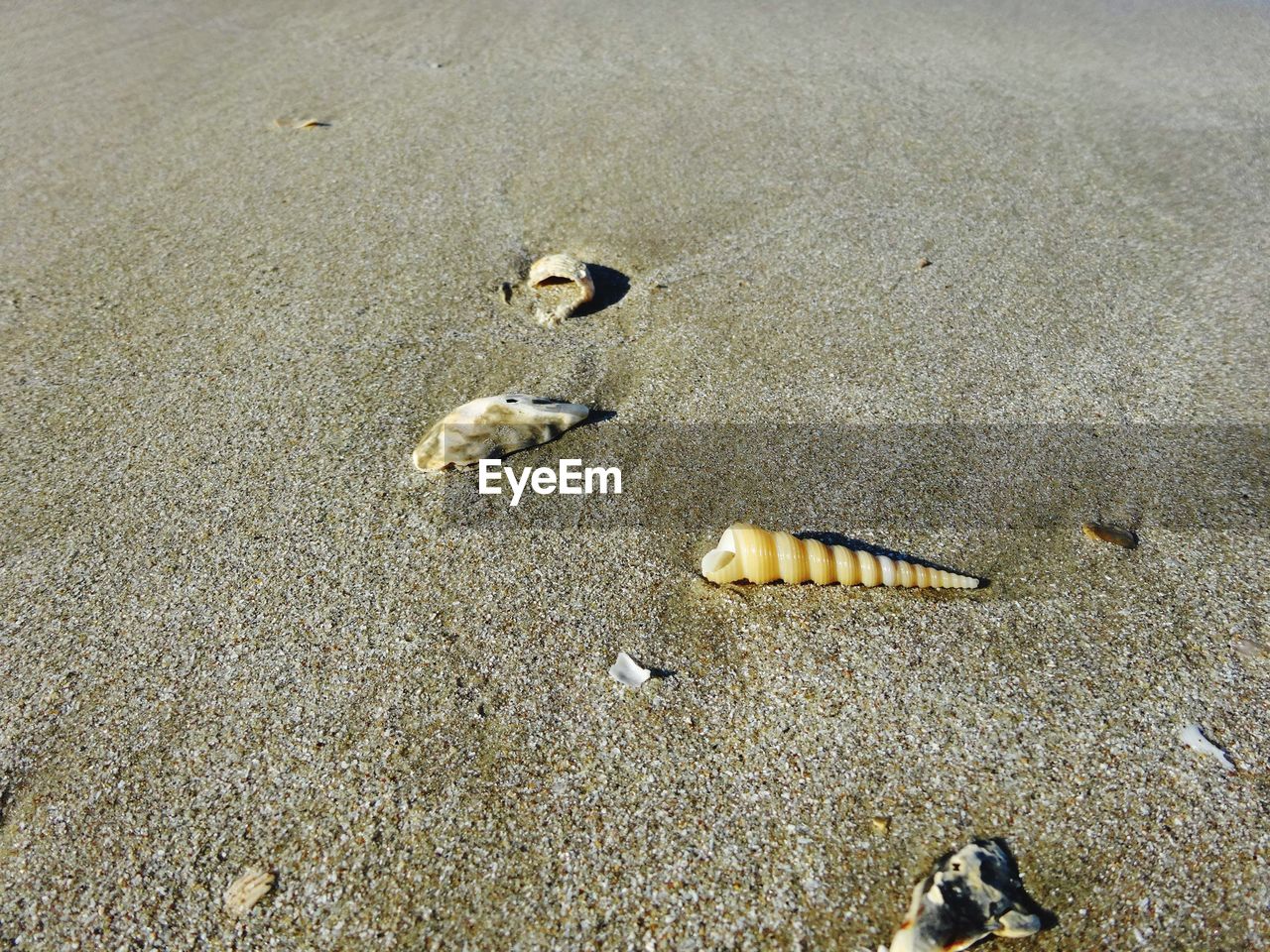 High angle view of shells on sand