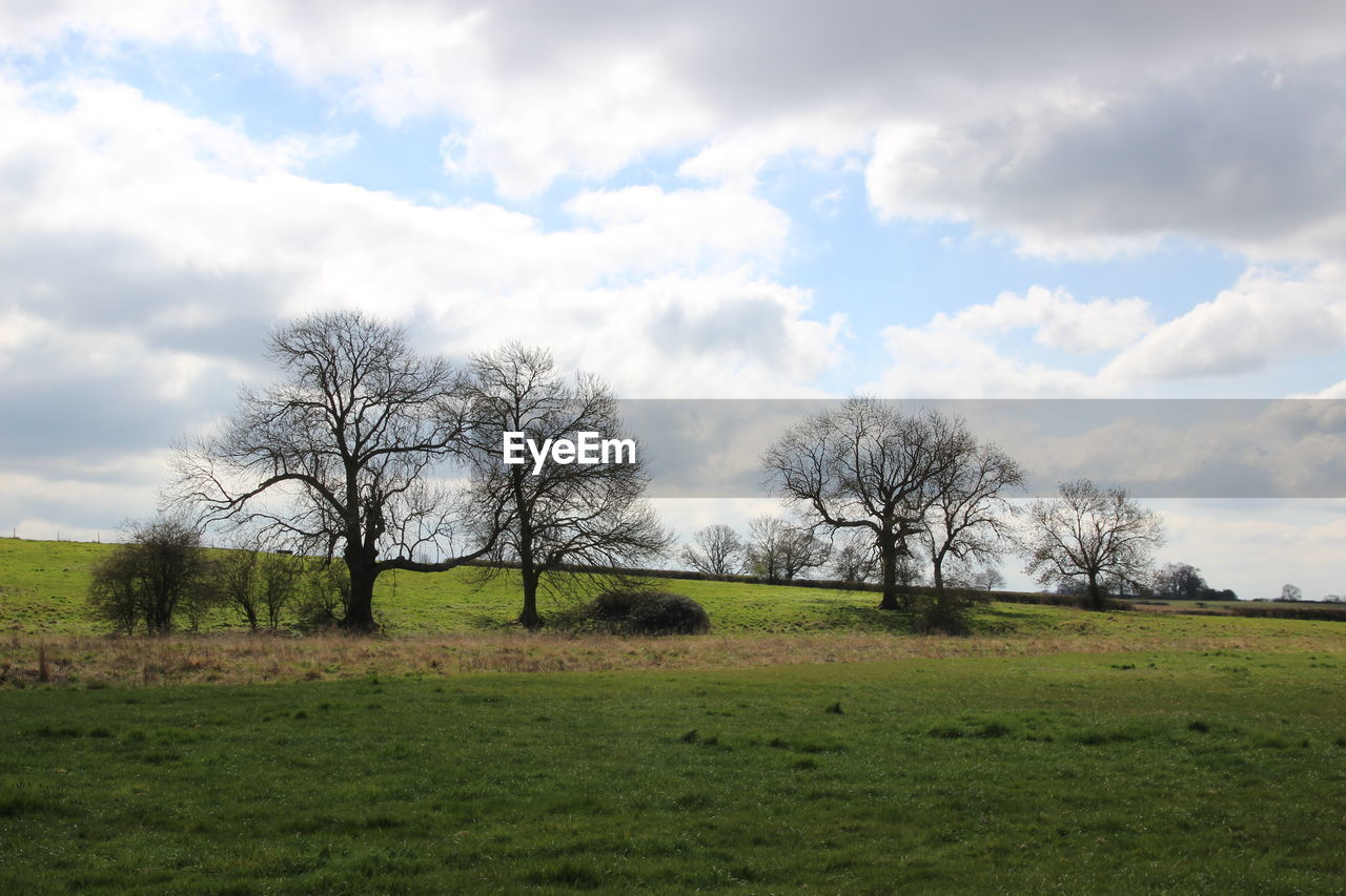 VIEW OF BARE TREES ON FIELD