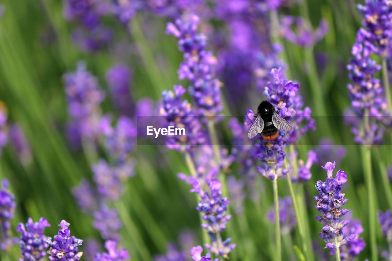 CLOSE-UP OF BEE POLLINATING ON PURPLE FLOWERING