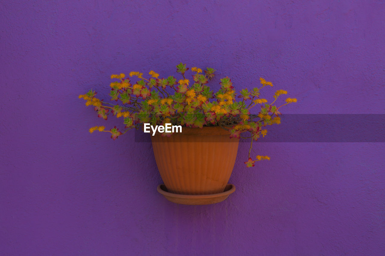 CLOSE-UP OF YELLOW FLOWER IN POT