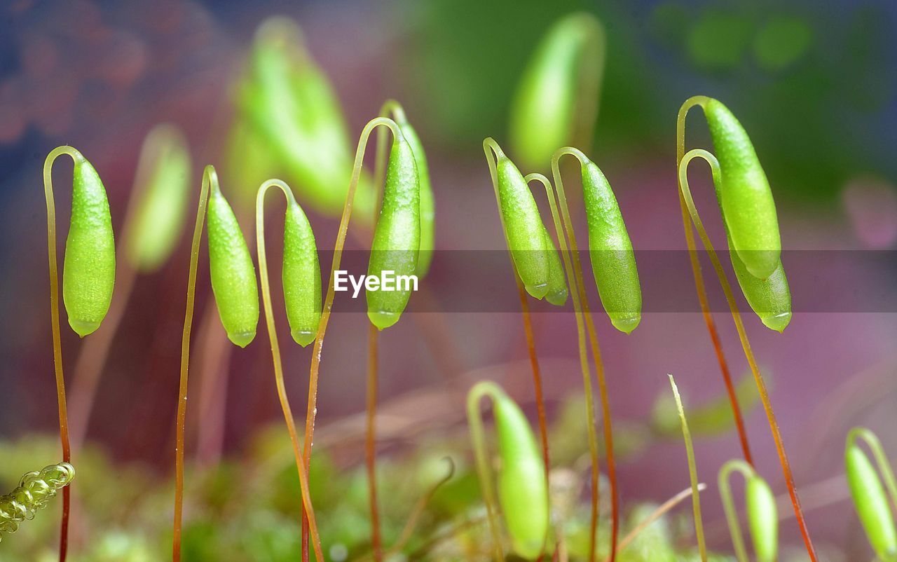 CLOSE-UP OF FRESH GREEN PLANTS