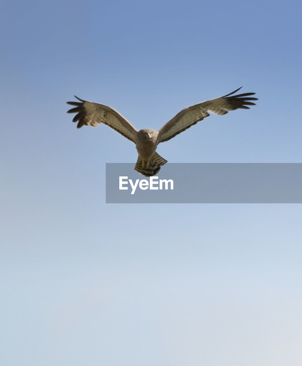 Low angle view of bird flying against clear sky