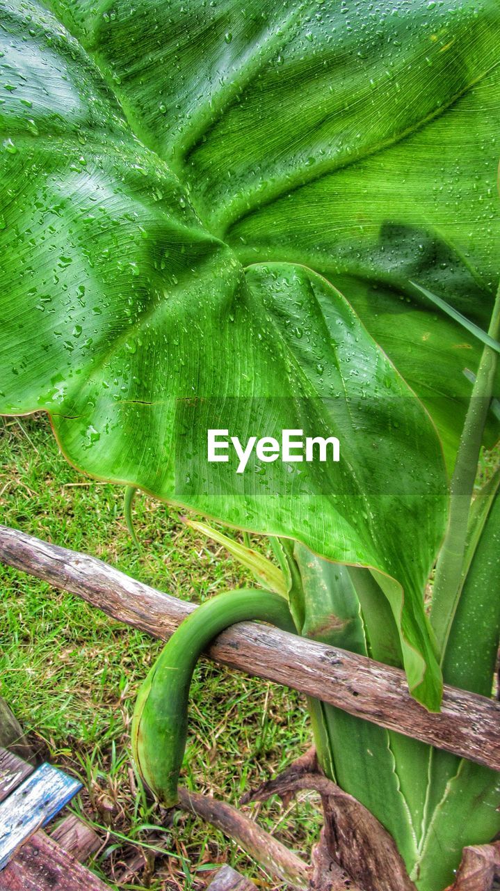 CLOSE-UP OF GREEN LEAF ON PLANT