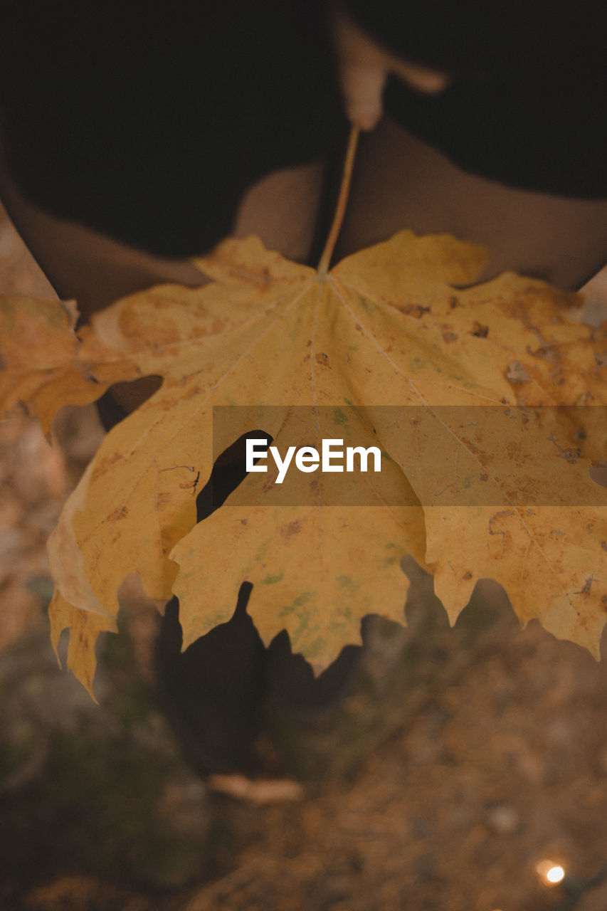 Close-up of dry maple leaves