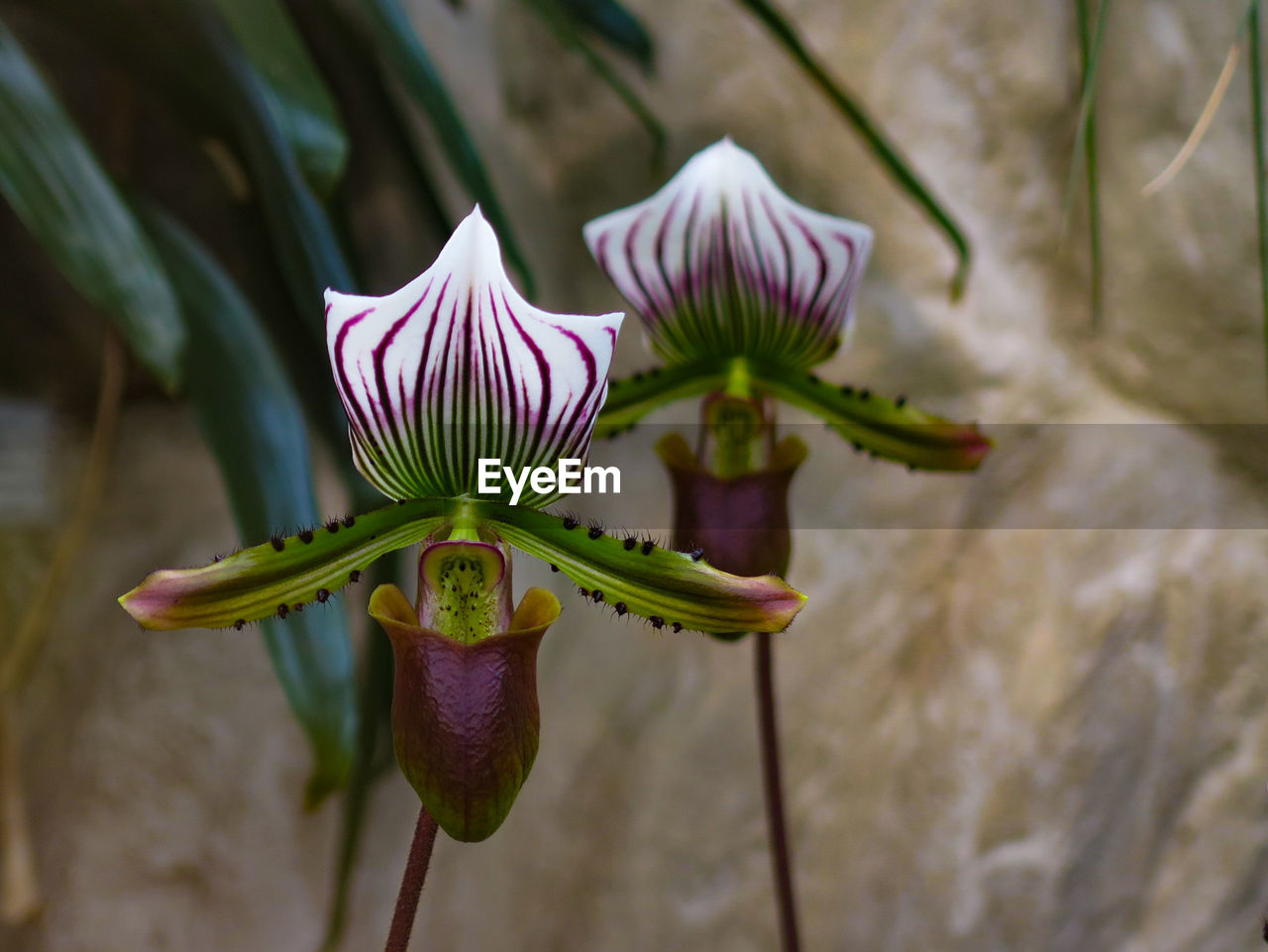 Close-up of purple flowering plant