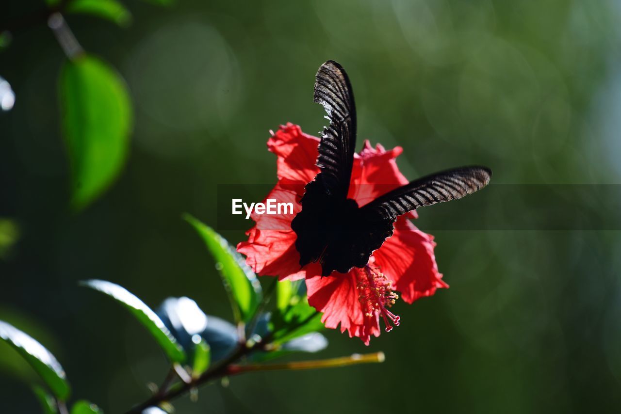 CLOSE-UP OF BUTTERFLY ON RED FLOWER