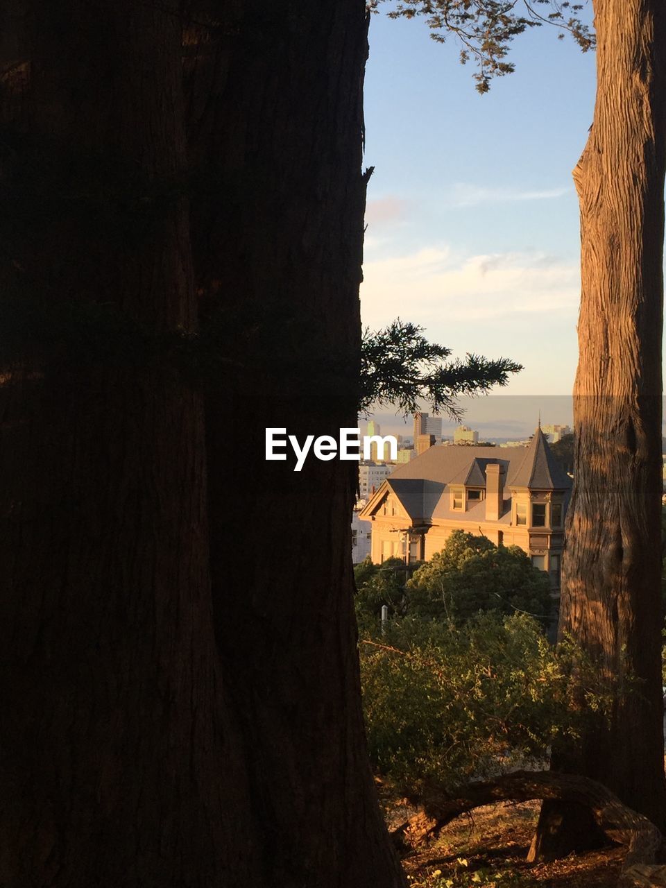 Houses and trees on hill