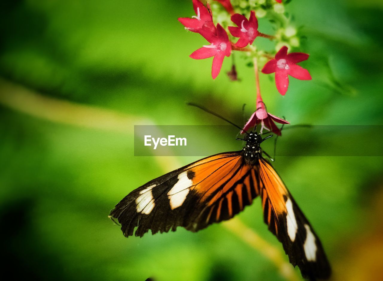 BUTTERFLY POLLINATING FLOWER