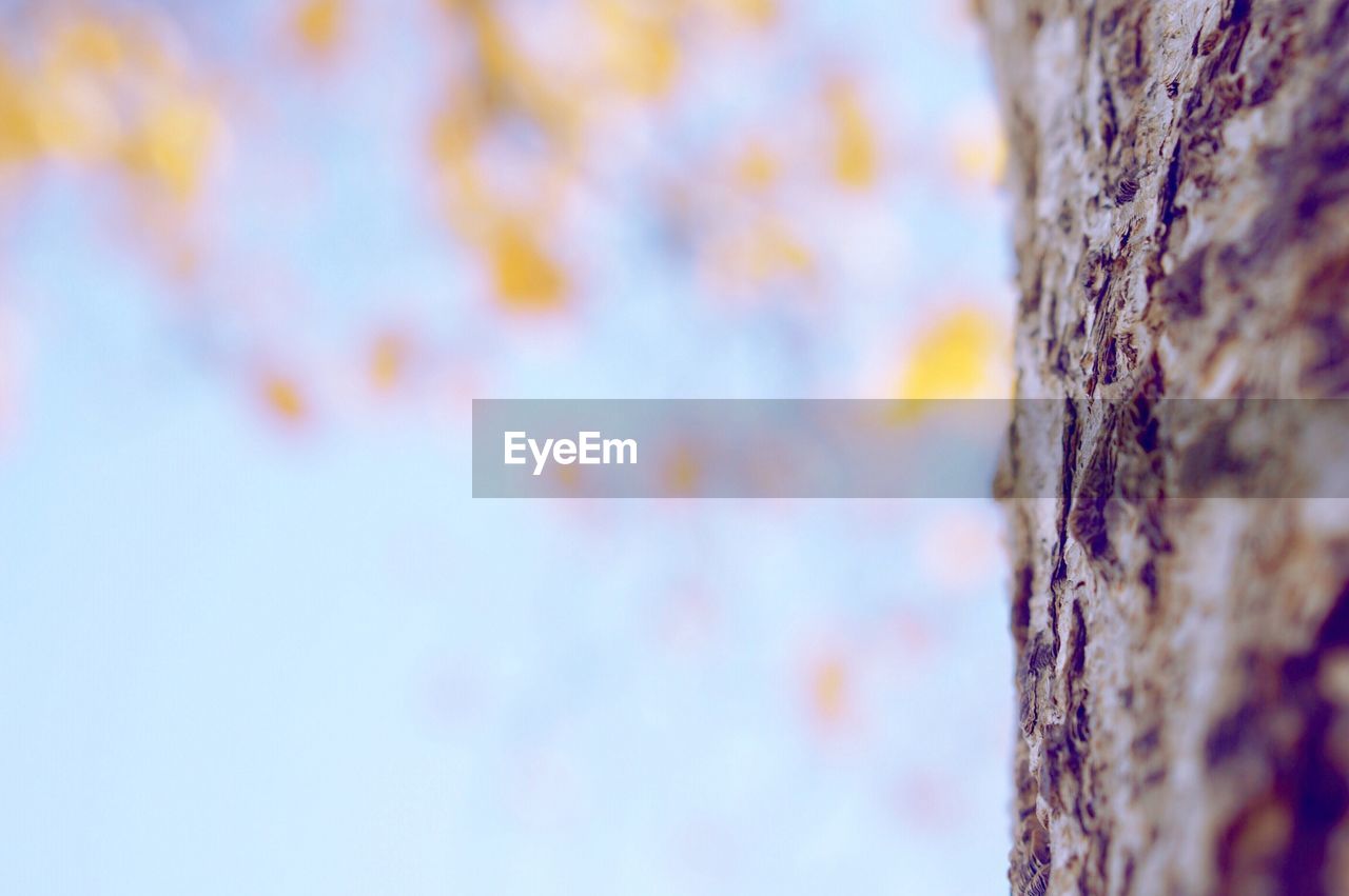 CLOSE UP OF TREE AGAINST SKY