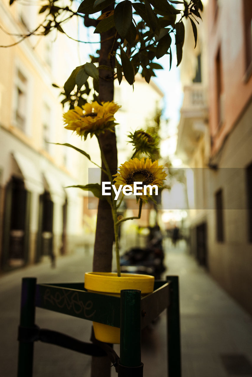 CLOSE-UP OF FLOWER POT ON STREET