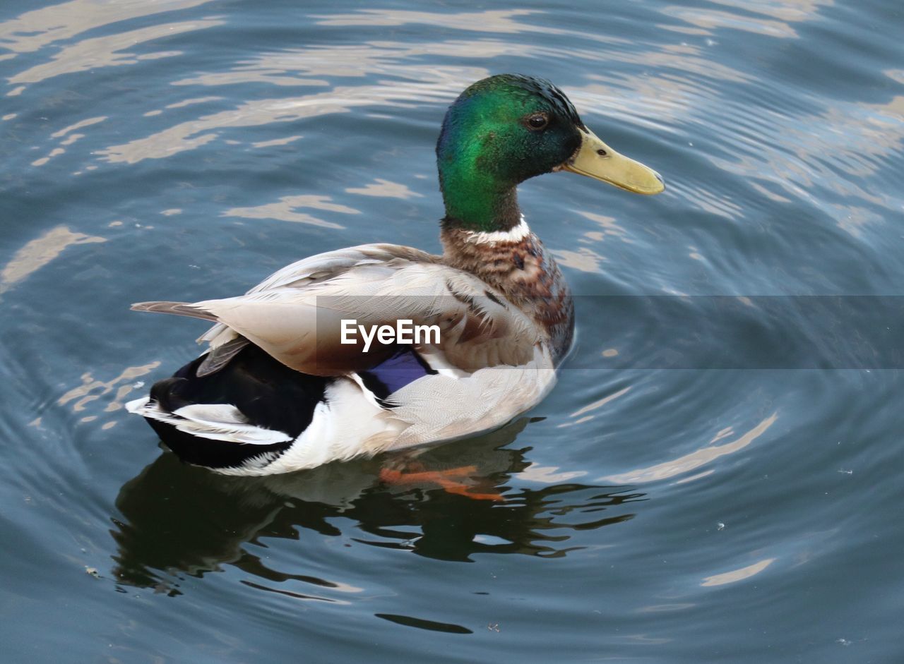 DUCK SWIMMING ON LAKE