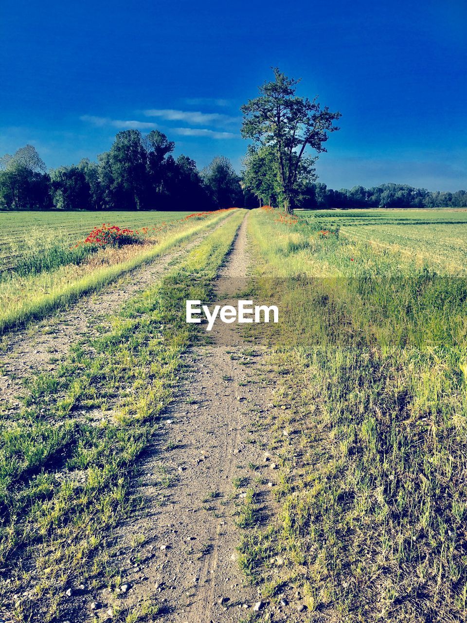 SCENIC VIEW OF FARM AGAINST CLEAR SKY