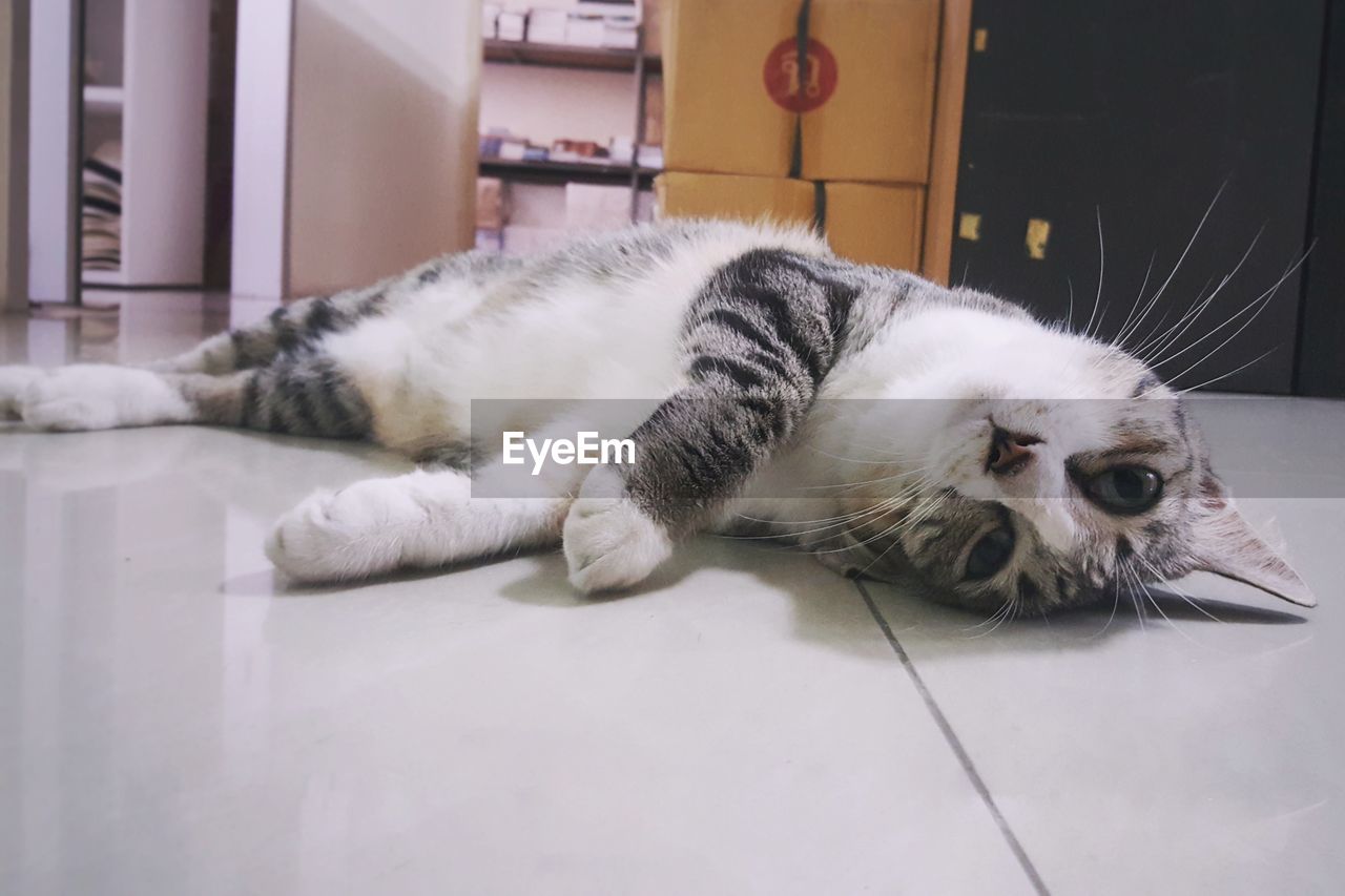 Cat sleeping on floor at home