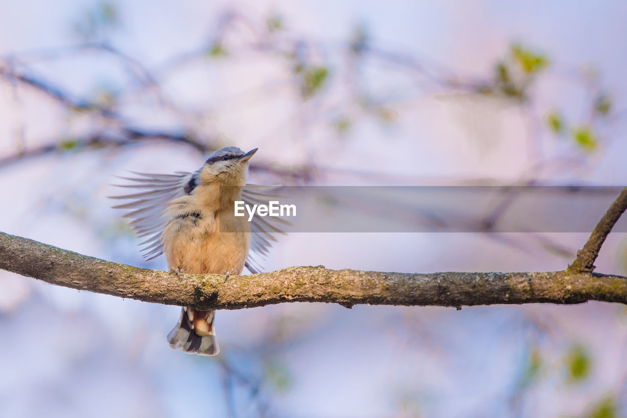 BIRD PERCHING ON BRANCH