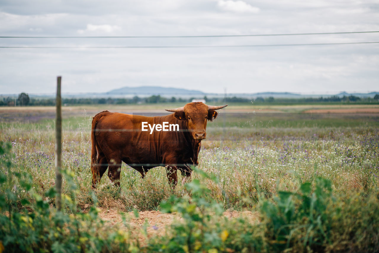 Highland cattle standing on field against sky