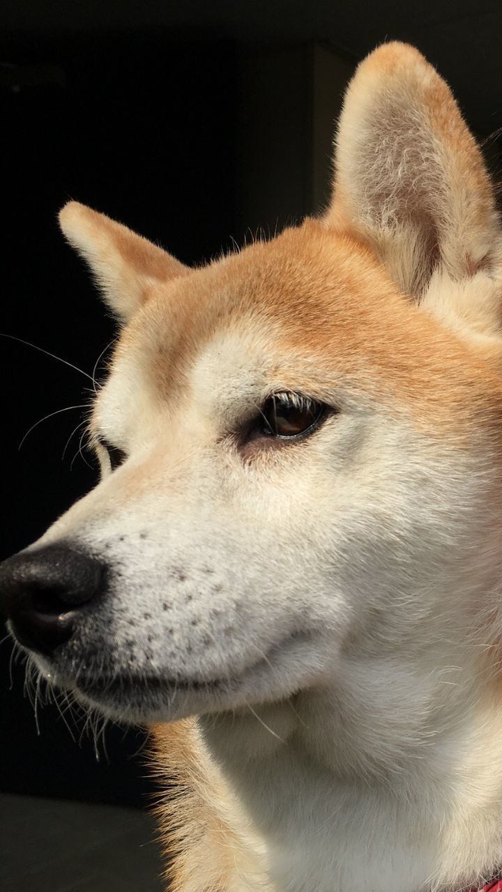 Close-up of a shiba inu against a black background