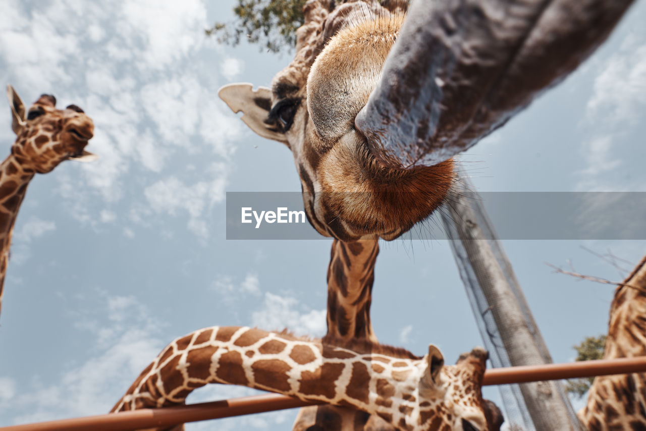 LOW ANGLE VIEW OF ANIMAL AGAINST SKY