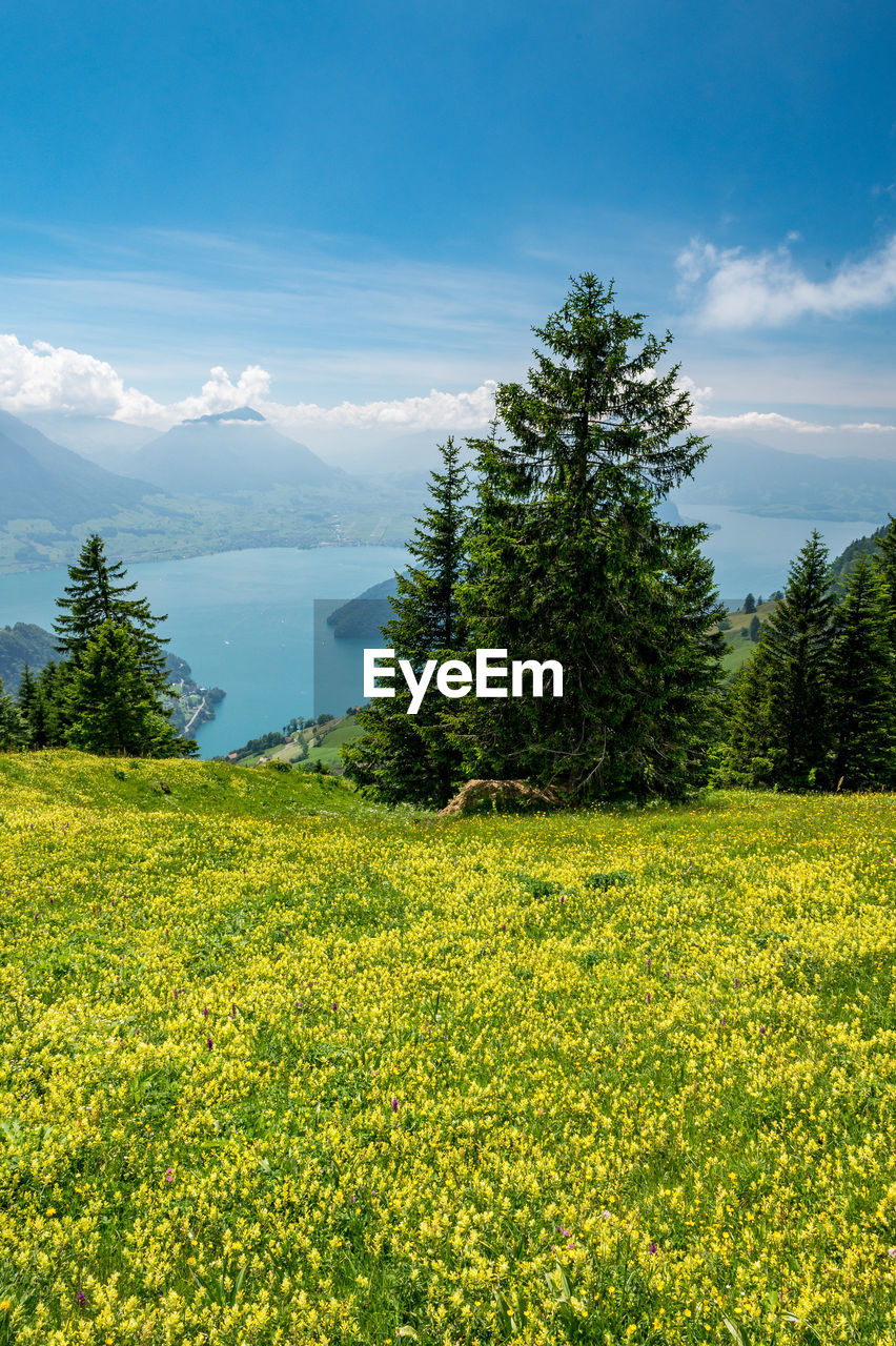 Scenic view of field against sky