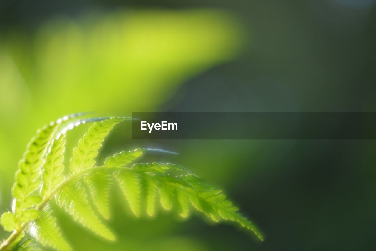 CLOSE-UP OF GREEN LEAF